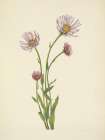 North American Wild Flowers 1925 - Alaska Fleabane