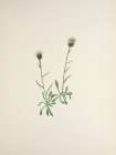 North American Wild Flowers 1925 - Aleutian Fleabane