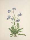 North American Wild Flowers 1925 - Alpine Forget-me-not