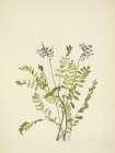 North American Wild Flowers 1925 - Alpine Milkvetch Art Print