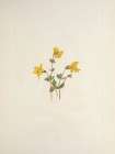 North American Wild Flowers 1925 - Alpine Monkeyflower Art Print