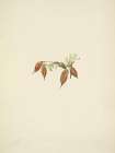 North American Wild Flowers 1925 - Alpine Pointvetch fruit Art Print