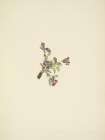 North American Wild Flowers 1925 - Alpine Pointvetch Art Print