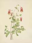 North American Wild Flowers 1925 - American Columbine Art Print