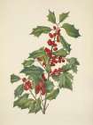 North American Wild Flowers 1925 - American Holly Art Print