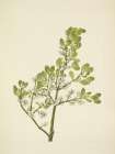 North American Wild Flowers 1925 - American Mistletoe