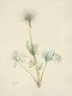 North American Wild Flowers 1925 - American Pasqueflower fruit