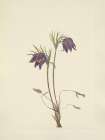 North American Wild Flowers 1925 - American Pasqueflower