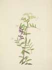 North American Wild Flowers 1925 - American Vetch