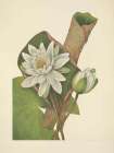 North American Wild Flowers 1925 - American Waterlily