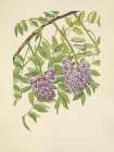 North American Wild Flowers 1925 - American Wisteria