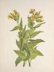 North American Wild Flowers 1925 - Arrowleaf Groundsel