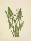 North American Wild Flowers 1925 - Arum Arrowhead