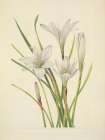 North American Wild Flowers 1925 - Atamasco Lily