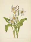 North American Wild Flowers 1925 - Avalanche-lily