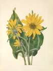North American Wild Flowers 1925 - Balsamroot Art Print