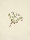 North American Wild Flowers 1925 - Bearberry flower