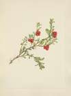 North American Wild Flowers 1925 - Bearberry fruit Art Print