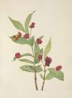 North American Wild Flowers 1925 - Bearberry Honeysuckle Art Print