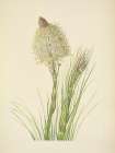 North American Wild Flowers 1925 - Beargrass Art Print