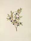 North American Wild Flowers 1925 - Big Whortleberry Art Print