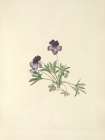 North American Wild Flowers 1925 - Birdsfoot Violet Art Print