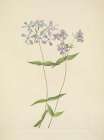 North American Wild Flowers 1925 - Blue Phlox