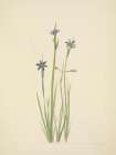 North American Wild Flowers 1925 - Blue-eyed-grass
