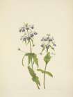North American Wild Flowers 1925 - Blue-eyed-mary Art Print