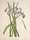 North American Wild Flowers 1925 - Blueflag Iris Art Print