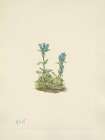 North American Wild Flowers 1925 - Bluegreen Gentian Art Print