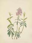 North American Wild Flowers 1925 - Bog Kalmia Art Print