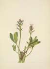 North American Wild Flowers 1925 - Bogbean Art Print