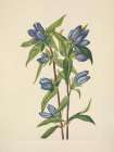 North American Wild Flowers 1925 - Bottle Gentian Art Print