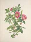 North American Wild Flowers 1925 - Bourgeau Rose Art Print