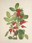 North American Wild Flowers 1925 - Bourgeau Rosehips Art Print