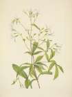 North American Wild Flowers 1925 - Bowmansroot Art Print