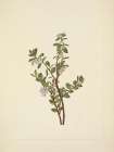 North American Wild Flowers 1925 - Box Huckleberry Art Print