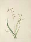 North American Wild Flowers 1925 - Bronzebells Art Print