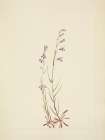 North American Wild Flowers 1925 - Brook Lobelia Art Print
