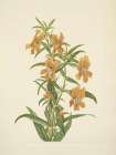 North American Wild Flowers 1925 - Buff Monkeyflower Art Print
