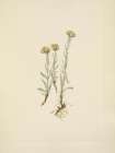 North American Wild Flowers 1925 - Buff Pussytoes Art Print