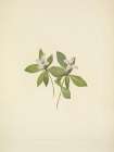 North American Wild Flowers 1925 - Bunchberry flower Art Print