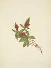North American Wild Flowers 1925 - Bunchberry fruit Art Print