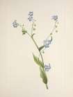 North American Wild Flowers 1925 - Bur-forget-me-not Art Print