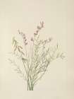 North American Wild Flowers 1925 - Burgess Milkvetch Art Print