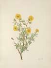 North American Wild Flowers 1925 - Bush Cinquefoil Art Print
