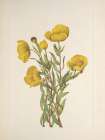 North American Wild Flowers 1925 - Bushpoppy Art Print
