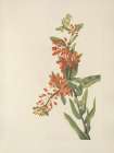 North American Wild Flowers 1925 - Butterflyweed Art Print