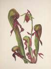 North American Wild Flowers 1925 - California Pitcherplant Art Print